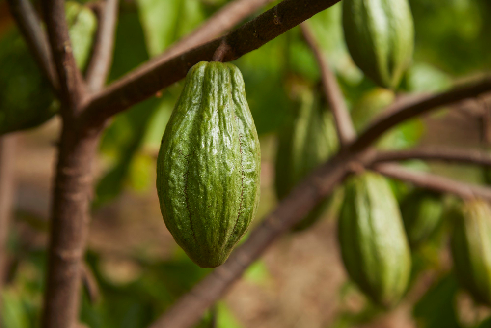 arborele de cacao